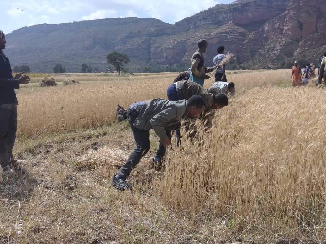 ኣብ ወረዳ ክልተ ኣዉላዕሎ ወፍሪ ምእካብ ዝባፅሑ ዘራእቲ ይሳለጥ ኣሎ